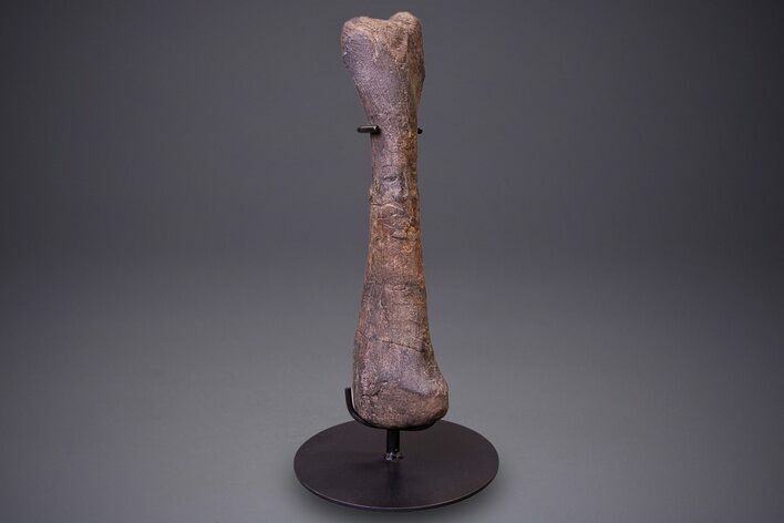 Hadrosaur (Hypacrosaurus) Tibia with Metal Stand - Montana #264990